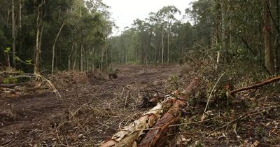 Newcastle candidates take pledge against land clearing in city's west