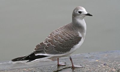 Birdwatch: Storm Lilian brings a Sabine’s gull to Somerset