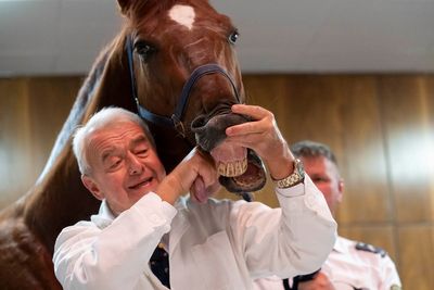 No neigh-sayers: Live horses join first-day veterinary students for anatomy lecture in Hungary