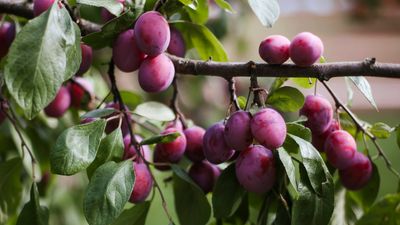 How to grow a plum tree from a plum – start now for future yields