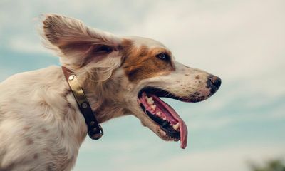 The Happiness of Dogs by Mark Rowlands review – a masterclass in canine philosophy