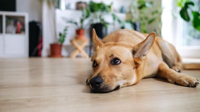 If your dog’s wary of strangers, trainer shares the one thing you should stop doing –and it really surprised us!