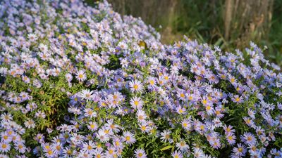 Best fall-blooming native plants – 7 perennials for vibrant garden borders