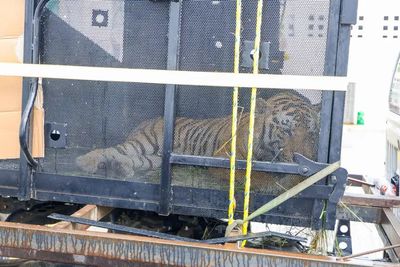 Tiger captured on the Mexican side of the border a week after escaping from zoo