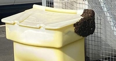 Swarm of bees makes ‘unauthorised landing’ at Edinburgh Airport