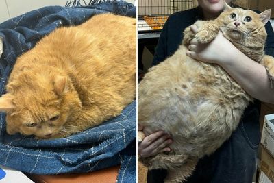 Giant Cat “Crumb” That Weighs Nearly 40 lb Was Rescued From Russian Basement, Sparks Anger