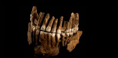 Neanderthal remains found in France reveals there were not one, but at least two lineages of late Neanderthals in Europe, our research shows