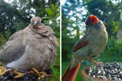 Curious Woman Installed Camera On Bird Feeder – Here’s Who Stopped By (30 New Pics)