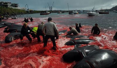 Tourists Are Boycotting The Faroe Islands Over 'Tradition' Of Slaughtering Dozens Of Dolphins