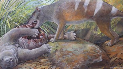 Fossils of bone-crushing and meat-slashing Tasmanian tiger ancestors discovered in Australia