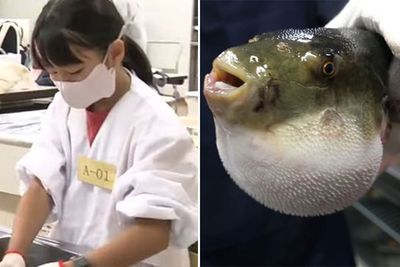 10-Year-Old Becomes Youngest To Pass Fugu Certification Test Amidst High Failure Rate