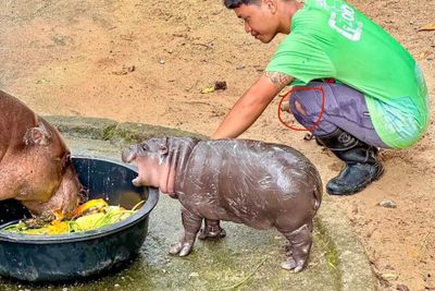 Baby hippo draws crowds to Chon Buri zoo