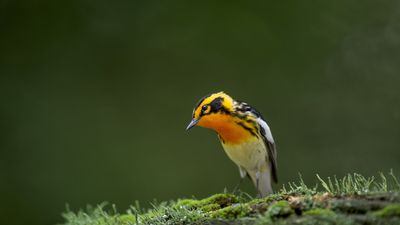 The 12,000-mile warbler migration is underway – here's how you can help these native songbirds on their epic journey