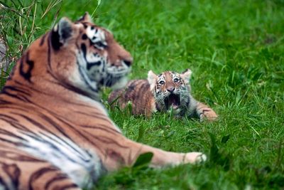 Pair of rare Amur tiger cubs debuting at Minnesota Zoo are raising hopes for the endangered species