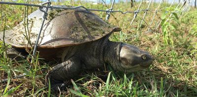 Farm fences trouble turtles in search of water. Here’s how to help