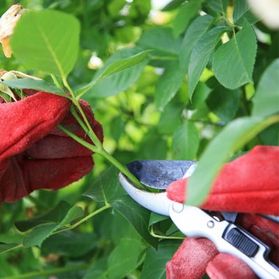 Is pruning the same as cutting back? No, and choosing the wrong option could spell disaster for your plants