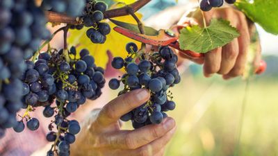 When to harvest grapes – experts reveal the signs to look for to pick at the perfect time