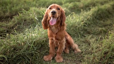 Experts issue warning after Cocker Spaniel almost dies from inhaling grass seeds