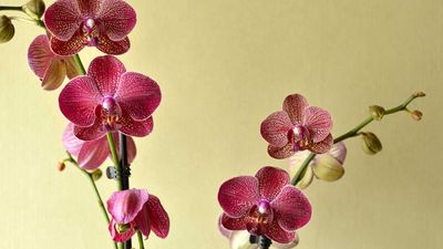 How to water orchids correctly – plus 2 common watering mistakes to always avoid