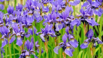 When do you cut back irises? Expert advice for why, when, and how to trim for the best blooms