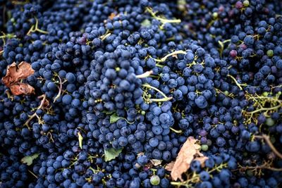 'Historic': Bad Weather Slashes Wine Harvest In France's Jura