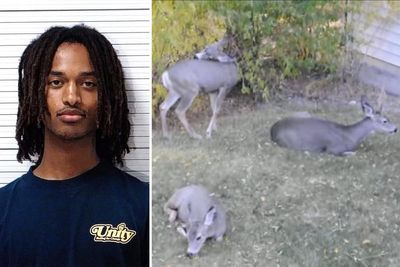 Wyoming man arrested over deer-killing spree after 9 animals found slaughtered