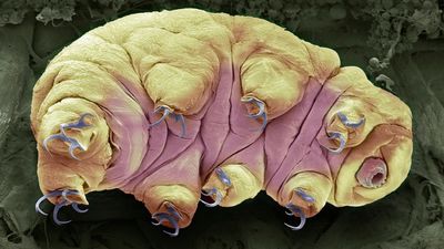 What are tardigrades, and why are they nearly indestructible?