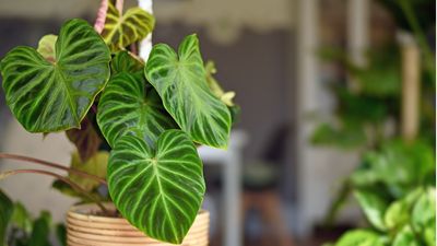 How to care for a philodendron – 6 expert tips to bear in mind