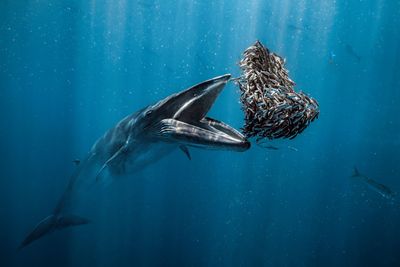 Stunning winning images from Ocean Photographer of the Year competition 2024 just revealed