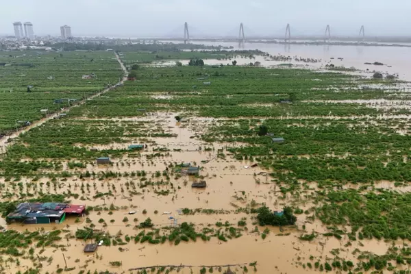 Vietnam Farmers Lose Their Blooms As Floods Claim Crops