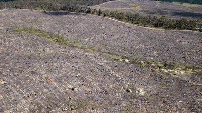 Farming fuels NSW land clearing crisis: data