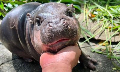 ‘I set a goal to make her famous’: the baby pygmy hippo who became a giant online