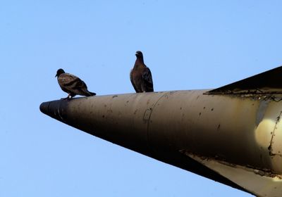 Backside Breathing And Pigeon Bombers Studies Win Ig Nobel Prizes