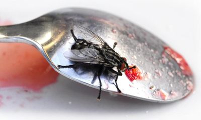 South Wales villagers tormented by mystery plague of flies