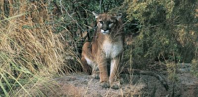 Colorado voters weigh a ban on hunting mountain lions as attitudes toward wild predators shift