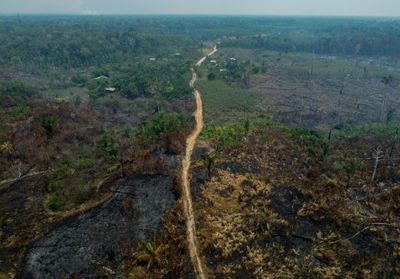 Germany Joins Criticism Of EU Anti-Deforestation Law