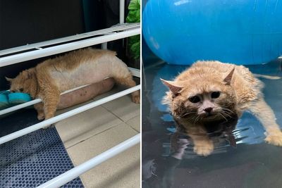 Crumb, The Obese Cat Rescued From A Russian Basement, Tries To Escape Weight-Loss Center