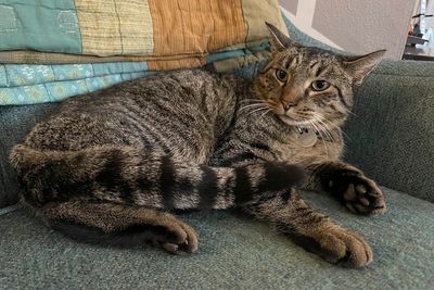 A cat named Drifter is safe after sneaking out and getting trapped in a sewer for nearly 8 weeks