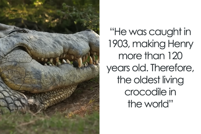 The Internet Is Stunned By This 5-Meter, 700-Kilo Crocodile Who’s Been Around Since 1900