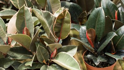 How to care for a rubber plant – 10 ways to help it thrive in your home