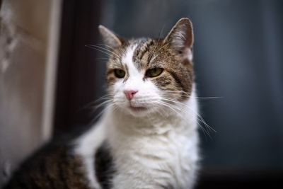 Larry the Downing Street cat is a ‘little sh**’, Scottish secretary jokes