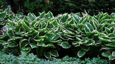 Should I Cut Back Hostas in the Fall? This Task Will Help Keep Your Garden Looking Good and Pest-Free