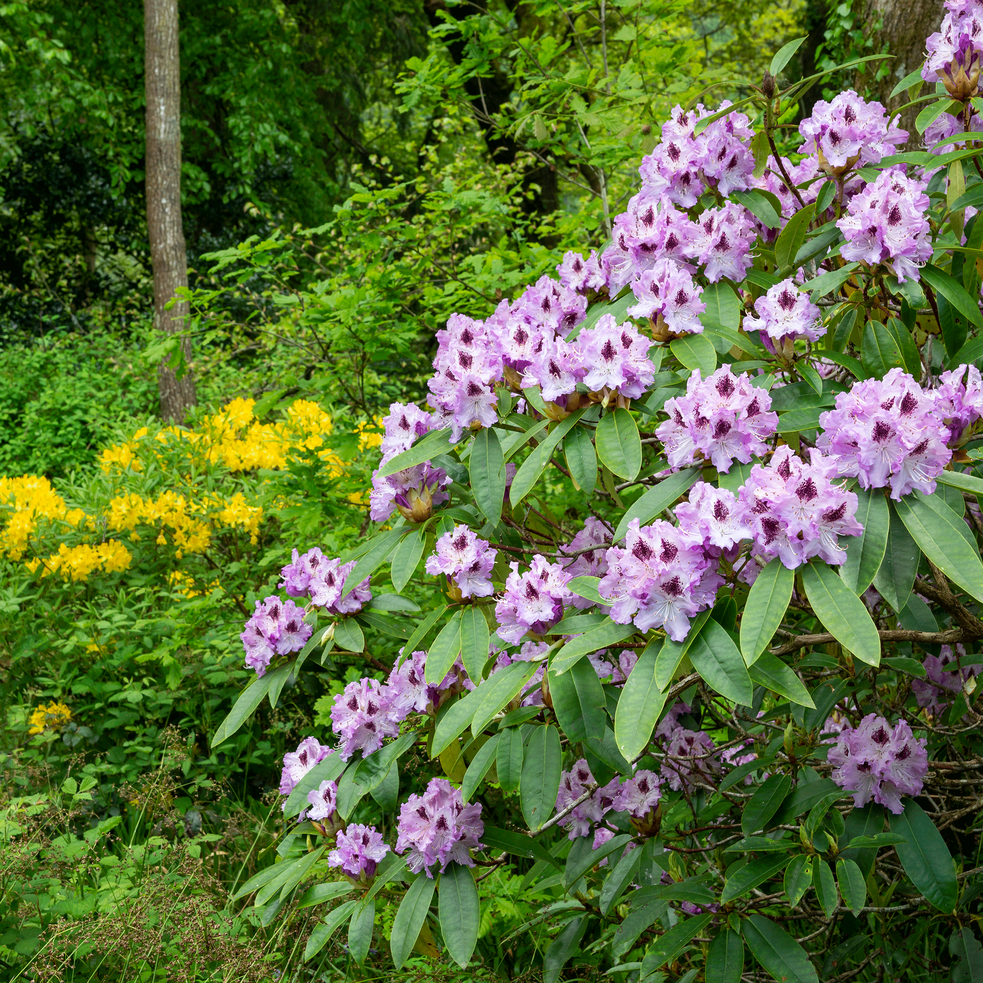 How to take rhododendron cuttings – double your blooms for free with this nifty trick