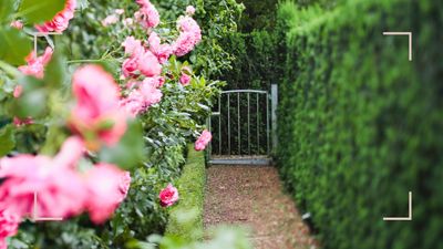 How to prune conifer hedges for a stunningly effective privacy screen