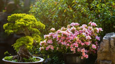 How to grow camellias in pots – hardy, evergreen shrubs for your outside space