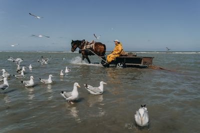 ‘Kings of the world’: The last of the horseback shrimp fishers