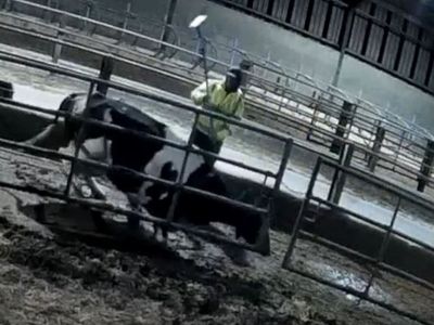 Cows on farms supplying M&S and Muller kicked, punched, hit with chains and sworn at in shocking footage