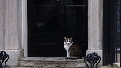 Larry the Downing Street cat is a little s***, says Scottish secretary