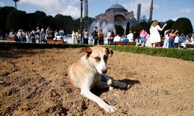 Fury in Turkey as animal lovers and politicians attack ‘massacre law’ to deal with 4m stray dogs