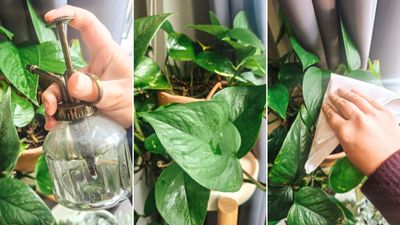 How to care for a pothos plant — 4 simple steps for stunning leaves